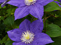 Clematis Beauty of Worcester IMG_4322 Powojnik